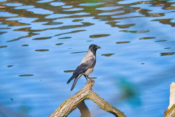 a crow sitting on a piece of a tree submerged in a river at the beginning of spring