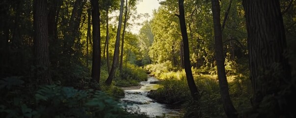Scenic woodland stream flowing through lush green forest landscape