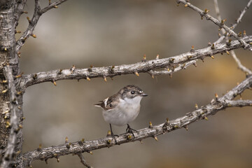 Female European Pied Flycatcher (Ficedula Hypoleuca)