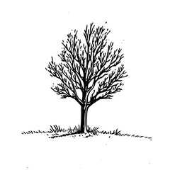 Obraz premium Vintage Botanical Illustration of plants in Black Ink – Hand-Drawn Floral Sketch for Botanical Books, Packaging, Tattoo Design, Nature Decor, and Vintage Garden-Themed Projects