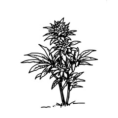 Vintage Botanical Illustration of plants in Black Ink – Hand-Drawn Floral Sketch for Botanical Books, Packaging, Tattoo Design, Nature Decor, and Vintage Garden-Themed Projects