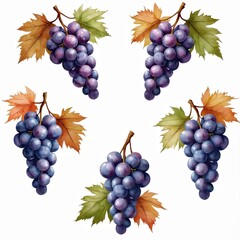 Obraz premium Watercolor illustration of grapes. Beautiful bunches of grapes with leaves and vines, perfect for invitations and stationary designs. Autumn harvest, organic natural food.