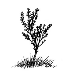 Vintage Botanical Illustration of plants in Black Ink – Hand-Drawn Floral Sketch for Botanical Books, Packaging, Tattoo Design, Nature Decor, and Vintage Garden-Themed Projects