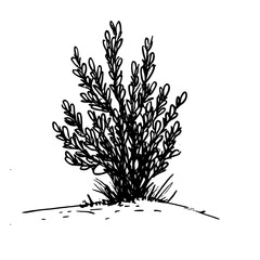 Vintage Botanical Illustration of plants in Black Ink – Hand-Drawn Floral Sketch for Botanical Books, Packaging, Tattoo Design, Nature Decor, and Vintage Garden-Themed Projects