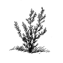 Vintage Botanical Illustration of plants in Black Ink – Hand-Drawn Floral Sketch for Botanical Books, Packaging, Tattoo Design, Nature Decor, and Vintage Garden-Themed Projects