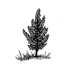 Vintage Botanical Illustration of plants in Black Ink – Hand-Drawn Floral Sketch for Botanical Books, Packaging, Tattoo Design, Nature Decor, and Vintage Garden-Themed Projects