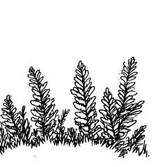 Vintage Botanical Illustration of plants in Black Ink – Hand-Drawn Floral Sketch for Botanical Books, Packaging, Tattoo Design, Nature Decor, and Vintage Garden-Themed Projects