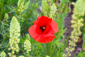 Bright red poppy flower blooming among green plants in natural garden setting