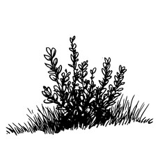 Vintage Botanical Illustration of plants in Black Ink – Hand-Drawn Floral Sketch for Botanical Books, Packaging, Tattoo Design, Nature Decor, and Vintage Garden-Themed Projects