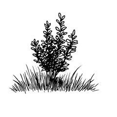 Vintage Botanical Illustration of plants in Black Ink – Hand-Drawn Floral Sketch for Botanical Books, Packaging, Tattoo Design, Nature Decor, and Vintage Garden-Themed Projects