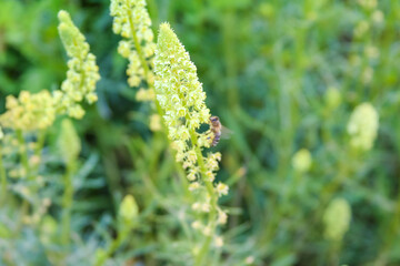 Green flowering spikes of plants creating natural texture in garden environment
