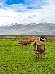Fototapeta premium Calves and cows grazing peacefully in Erzurum highland valley