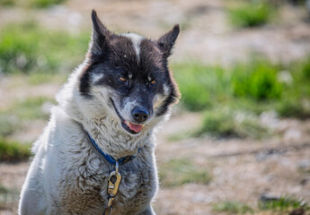 Close up of an Inuit sledding dog in Ilulissat, Greenland on 17 July 2022