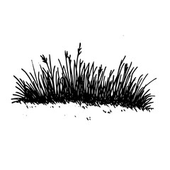 Vintage Botanical Illustration of plants in Black Ink – Hand-Drawn Floral Sketch for Botanical Books, Packaging, Tattoo Design, Nature Decor, and Vintage Garden-Themed Projects