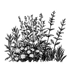 Monochrome Meadow Plants - Rustic Wild Garden Illustration