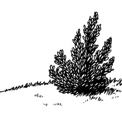 Vintage Botanical Illustration of plants in Black Ink – Hand-Drawn Floral Sketch for Botanical Books, Packaging, Tattoo Design, Nature Decor, and Vintage Garden-Themed Projects