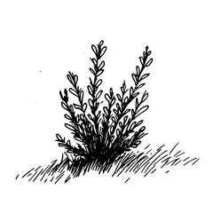 Vintage Botanical Illustration of plants in Black Ink – Hand-Drawn Floral Sketch for Botanical Books, Packaging, Tattoo Design, Nature Decor, and Vintage Garden-Themed Projects