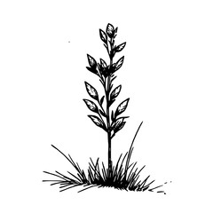 Vintage Botanical Illustration of plants in Black Ink – Hand-Drawn Floral Sketch for Botanical Books, Packaging, Tattoo Design, Nature Decor, and Vintage Garden-Themed Projects