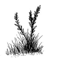 Vintage Botanical Illustration of plants in Black Ink – Hand-Drawn Floral Sketch for Botanical Books, Packaging, Tattoo Design, Nature Decor, and Vintage Garden-Themed Projects