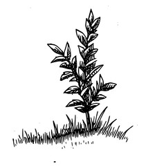 Vintage Botanical Illustration of plants in Black Ink – Hand-Drawn Floral Sketch for Botanical Books, Packaging, Tattoo Design, Nature Decor, and Vintage Garden-Themed Projects