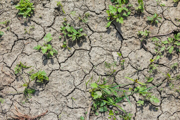 Close-up of cracked dry earth with sparse green plants struggling to grow, depicting drought and...