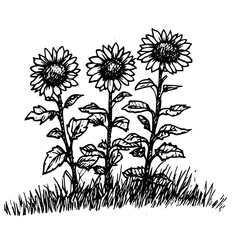 Vintage Botanical Illustration of plants in Black Ink – Hand-Drawn Floral Sketch for Botanical Books, Packaging, Tattoo Design, Nature Decor, and Vintage Garden-Themed Projects