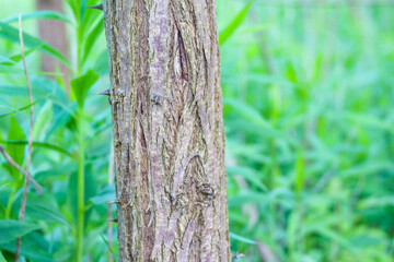 Close-up view of weathered tree bark texture with smooth green foliage blurred in natural background