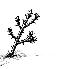 Vintage Botanical Illustration of plants in Black Ink – Hand-Drawn Floral Sketch for Botanical Books, Packaging, Tattoo Design, Nature Decor, and Vintage Garden-Themed Projects