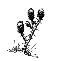 Vintage Botanical Illustration of plants in Black Ink – Hand-Drawn Floral Sketch for Botanical Books, Packaging, Tattoo Design, Nature Decor, and Vintage Garden-Themed Projects