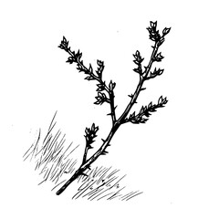 Vintage Botanical Illustration of plants in Black Ink – Hand-Drawn Floral Sketch for Botanical Books, Packaging, Tattoo Design, Nature Decor, and Vintage Garden-Themed Projects