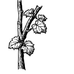 Vintage Botanical Illustration of plants in Black Ink – Hand-Drawn Floral Sketch for Botanical Books, Packaging, Tattoo Design, Nature Decor, and Vintage Garden-Themed Projects