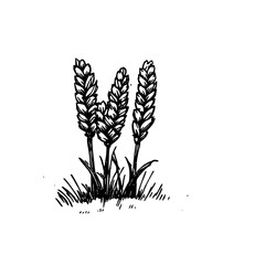 Vintage Botanical Illustration of plants in Black Ink – Hand-Drawn Floral Sketch for Botanical Books, Packaging, Tattoo Design, Nature Decor, and Vintage Garden-Themed Projects