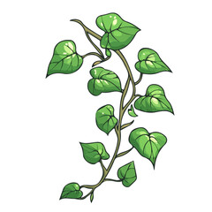 Arrowhead Vine, flat 2D isometric cartoon vector image isolated on white background.
