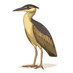 Bittern, vector graphic, 2D flat isometric cartoon illustration on white background.

