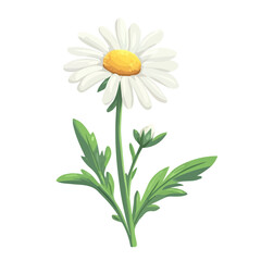 Chamomile Flower, 2D isometric flat cartoon vector illustration isolated on white background.