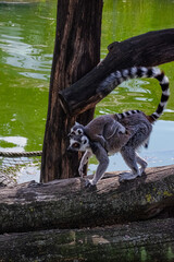 lemur on a tree © federica
