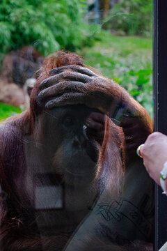 Confused orango