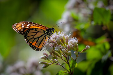 Male Monarch Butterfly Feeding on White Flowers in Temascaltepec, Mexico
