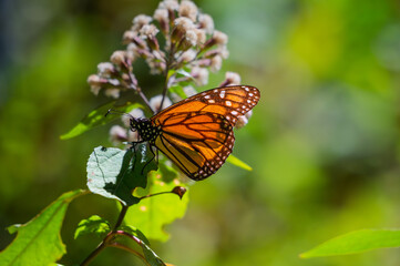 Obraz premium Male Monarch Butterfly Feeding on White Flowers in Temascaltepec, Mexico