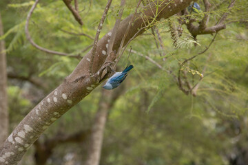 Thraupis episcopus Blue-gray Tanager A vibrant blue bird perched on a tree branch in its natural habitat.