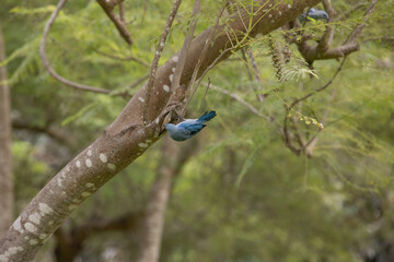 Thraupis episcopus Blue-gray Tanager A vibrant blue bird perched on a tree branch in its natural habitat.