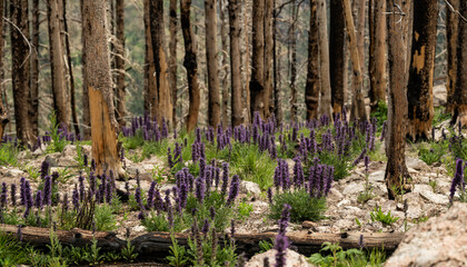 Purple Fringe Wildflowers Along the North Boundary Trail