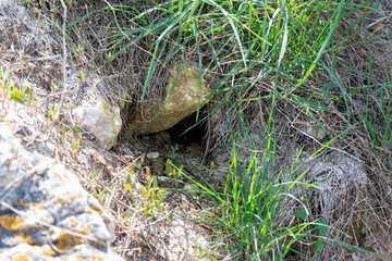 Animal burrow entrance in rocky hillside grass – natural wildlife habitat