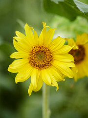 Close-up of sunflower with background flowers.
