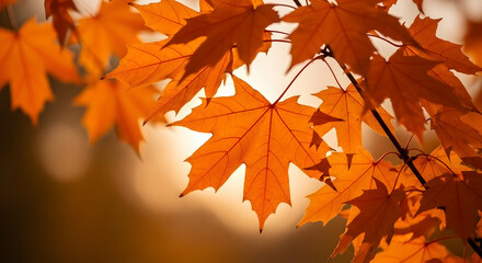 autumn maple leaves