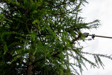 Close-up of rejuvenation of old tall European larch by pruning branches with high pruning shears.