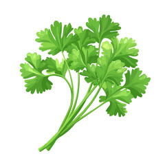 Cilantro, vector graphic, 2D flat isometric cartoon illustration on white background.
