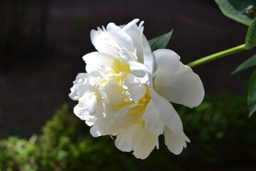 Elegant white flower in madrid's botanical garden during springtime. The peony or paeony, family Paeoniaceae. White peony on a dark green background