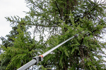 Spring work. Close-up of pruning branches on an old tall European larch with high pruning shears.