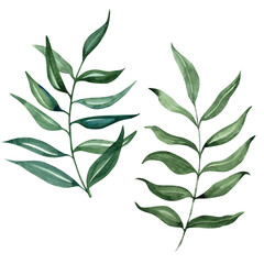 Watercolor Greenery and Herb Branches Illustration